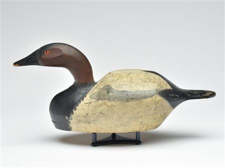 Canvasback drake