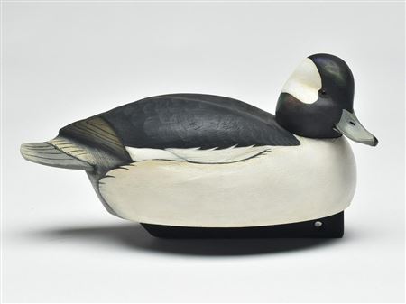 Bufflehead