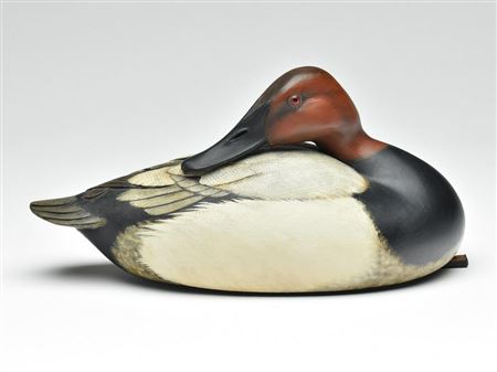Preening canvasback