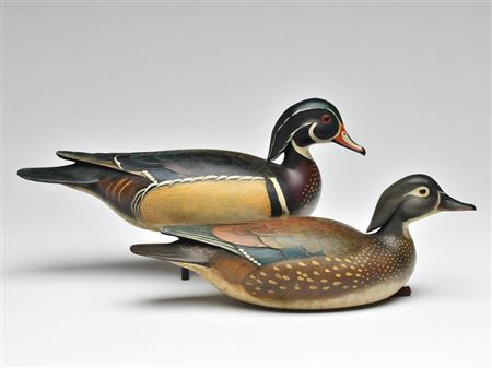 Excellent pair of wood ducks