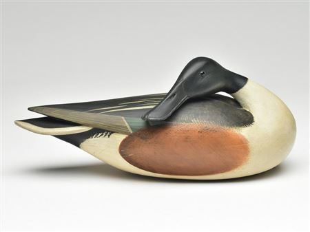 Rare and stylish back preening shover drake