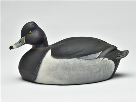 Ringneck drake