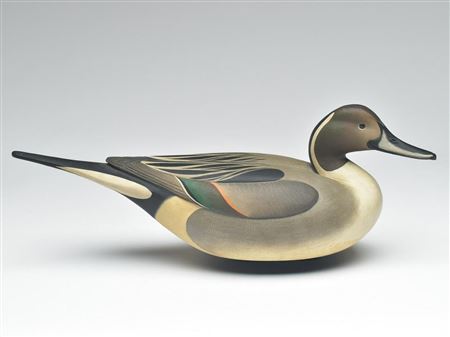 Excellent pintail drake