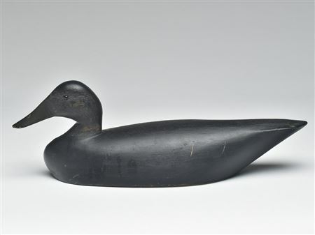 Long body black duck