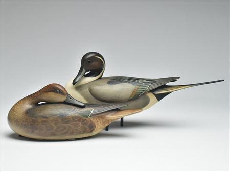 Pair of pintails