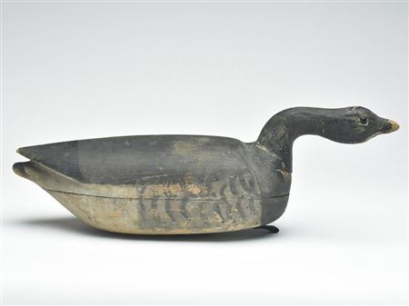 Swimming brant