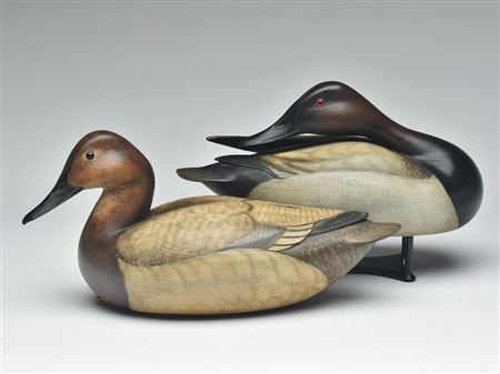 Pair of canvasbacks