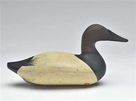 Canvasback drake