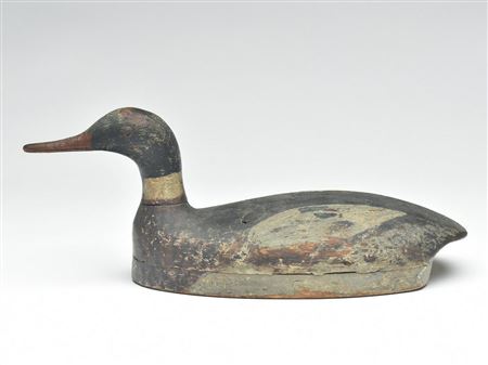 Red breasted merganser drake