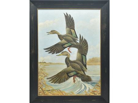 Two black ducks lifting into flight out of marsh