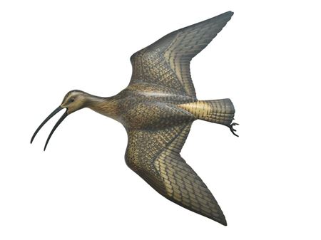 Fullsize flying curlew