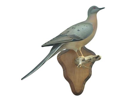 Passenger pigeon
