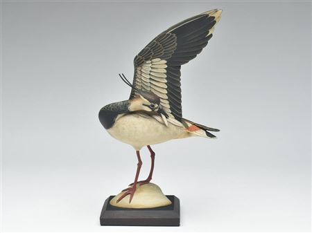 Decorative lapwing plover