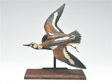 Flying ruddy turnstone