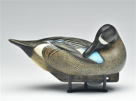 Preening bluewing teal