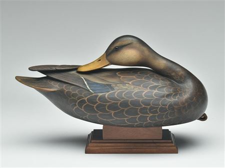 Preening black duck