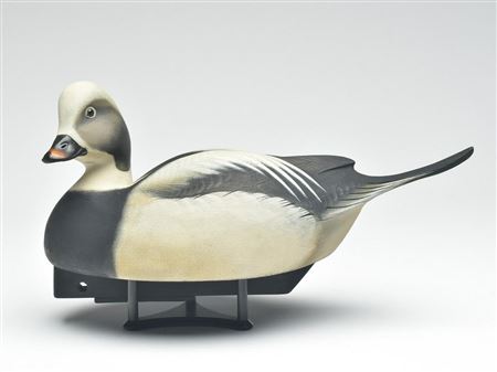 Early long tailed duck