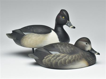 Pair of ringneck ducks