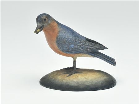 Eastern bluebird