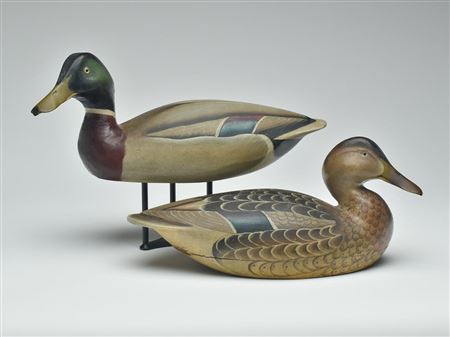 Very rare rigmate pair of mallards (pair)