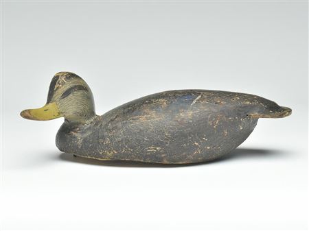 Early black duck