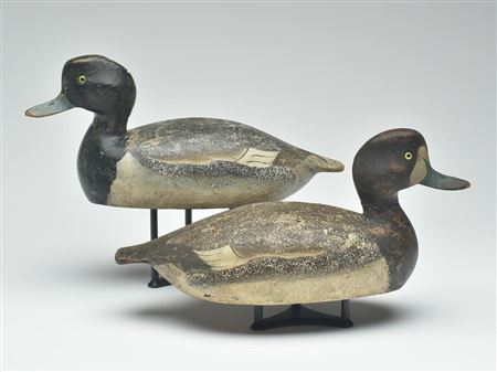 Pair of bluebills (2)