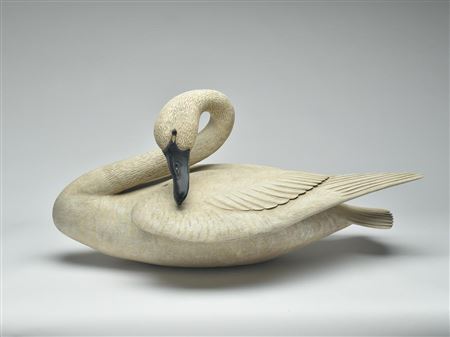 Full size preening swan