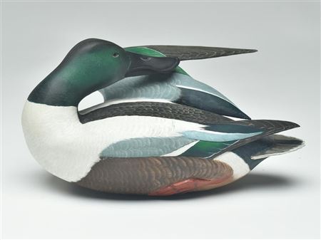 Preening shoveler