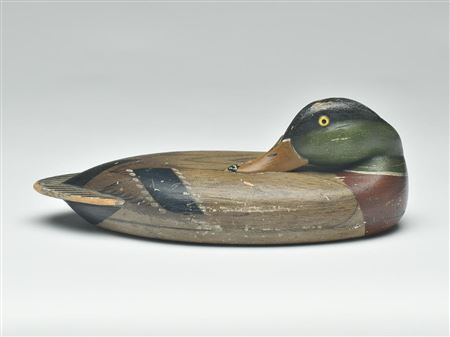 Rare preening mallard drake