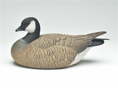 Resting Hutchins goose