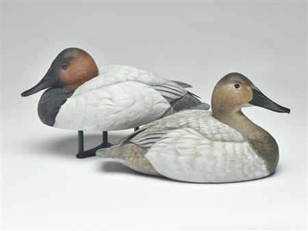 Pair of canvasbacks
