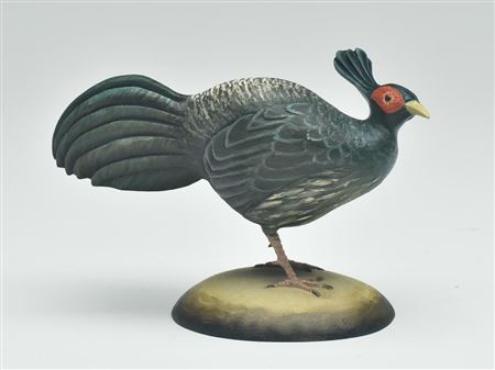 Miniature Kalij pheasant