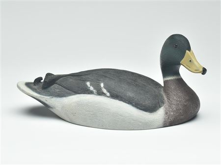 One of a kind mallard drake