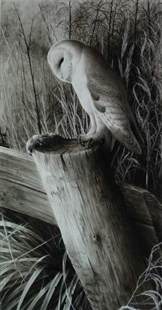 Barn Own Perched on a Fence Post