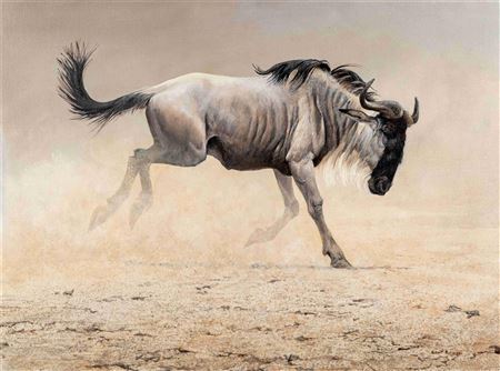 Wildebeest