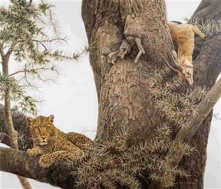Leopard and Thomson Gazelle Kill, 1975
