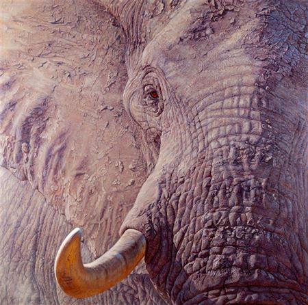 Tusk