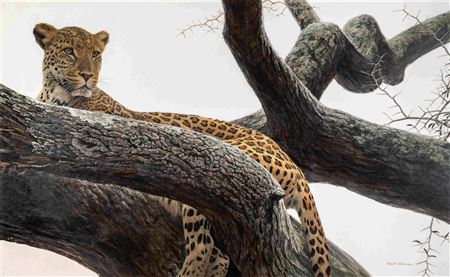 Leopard at Seronera, 1974