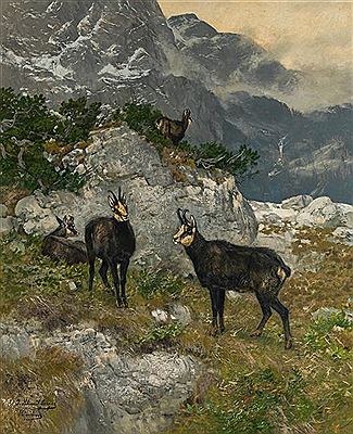 Chamois in the mountains