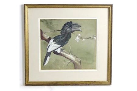 Grey Cheeked Hornbill / Bycanistas Subcylindricus by Chloe Talbot Kelly - Auction record, sale price, and art valuation. Compare with similar artists and explore comparable artworks.
