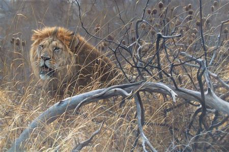 Encounter in the Bush (1990)