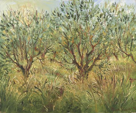 Olive Trees Above Port De La Selva