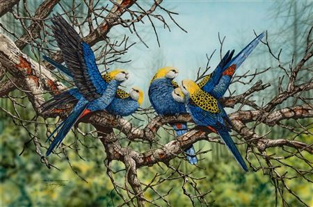 Australian Pale Headed Rosellas