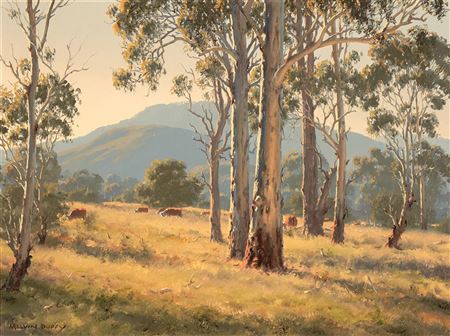 Morning in the Macleay Hills