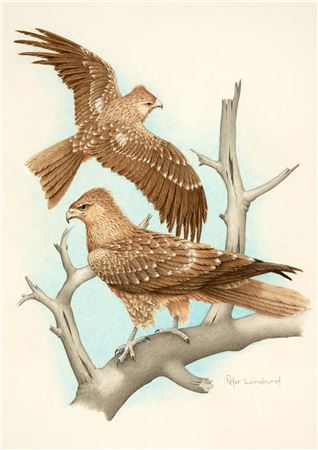 Whistling Kites
