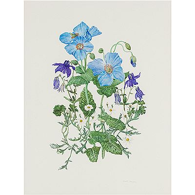 ANEMONES, AQUILEGIA AND MICHAELMAS DAISIES by Elspeth Harrigan - Auction record, sale price, and art valuation. Compare with similar artists and explore comparable artworks.