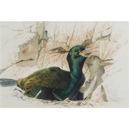 BROODING SHAG, ISLE OF MAY, 1998
