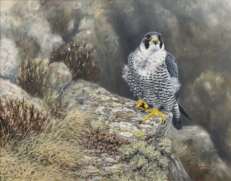 Peregrine on Pembrokeshire Cliff