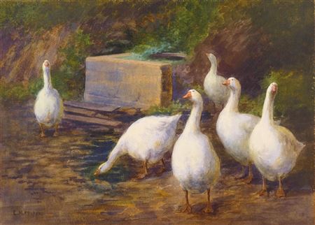 'Geese'