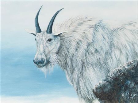 Mountain Goat